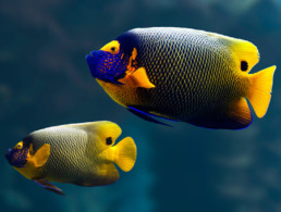 Masked Angelfish