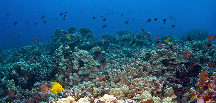 Maui Reefs