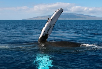 Best Maui Outdoor Activities Whale Watch