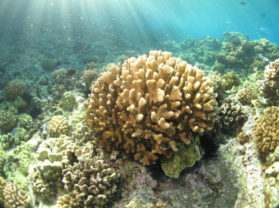 Coral Reef Snorkeling Tour Maui Vacation