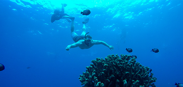 snorkeler underwater at molokini