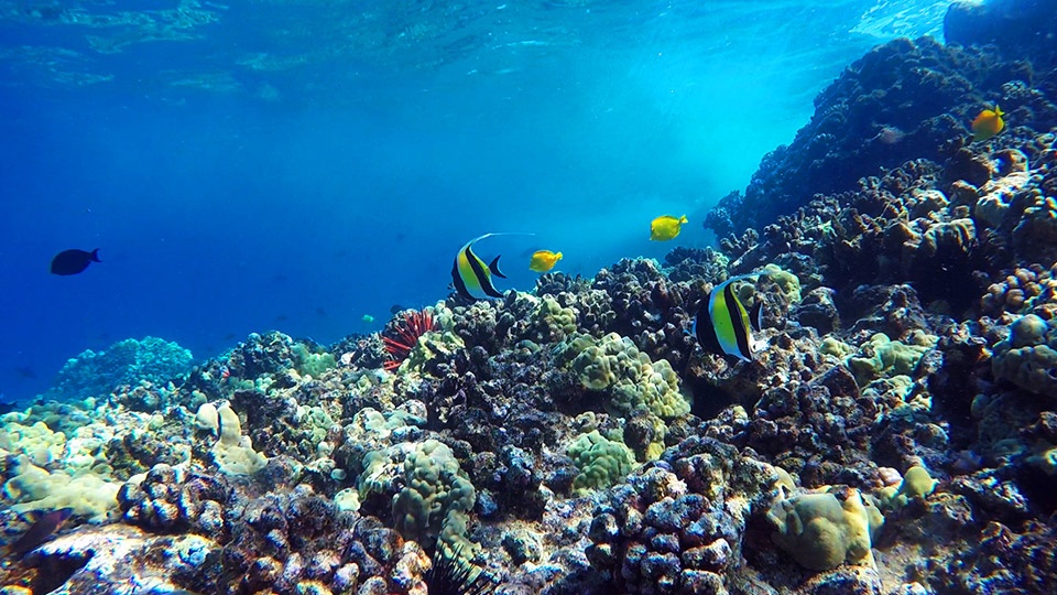 Maui underwater life coral reefs