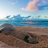 Napili Bay