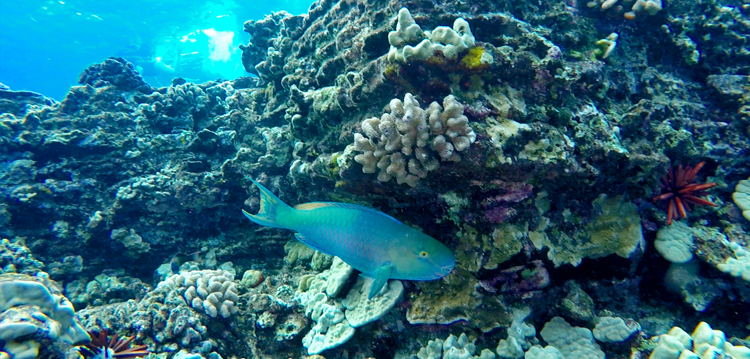 parrot fish swimming on a coral reef at olowalu in maui hawaii