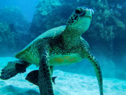 sea turtle marine life