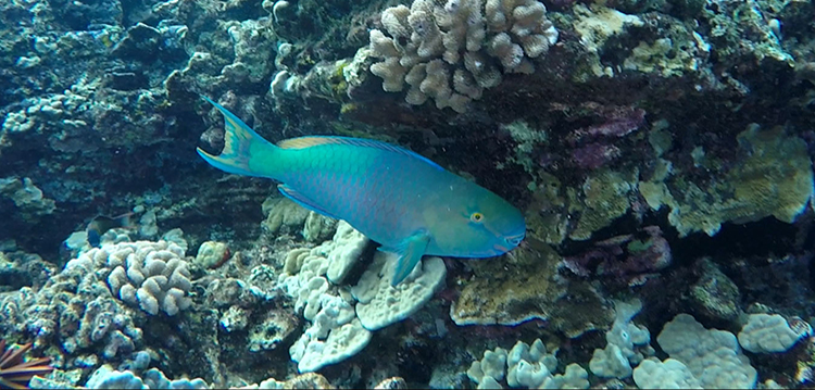 Parrotfish