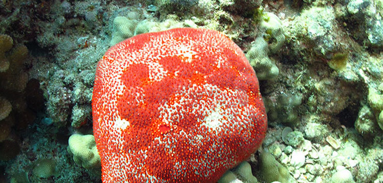 Pincushion Sea Stars