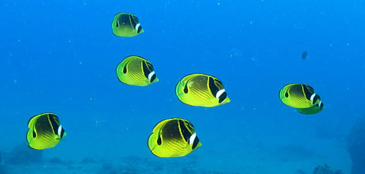 Racoon Butterflyfish