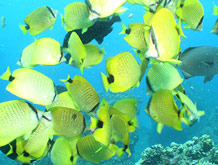 Racoon Butterflyfish