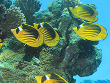 Racoon Butterflyfish