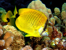 Racoon Butterflyfish