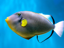 Reef Triggerfish