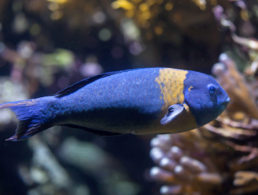 Saddle Wrasse