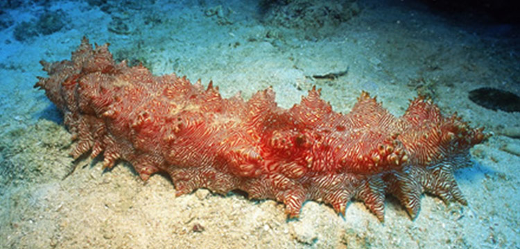 Sea Cucumbers