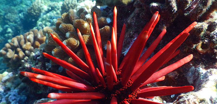 Slate-pencil Sea Urchin