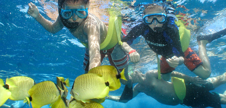Maui Snorkel Adventure Underwater Sealife Tour