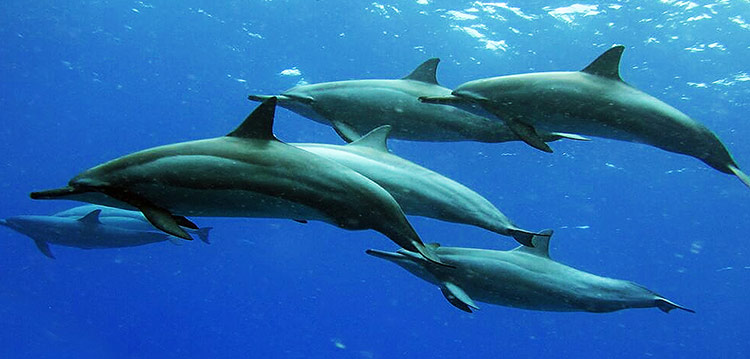 Spinner Dolphins