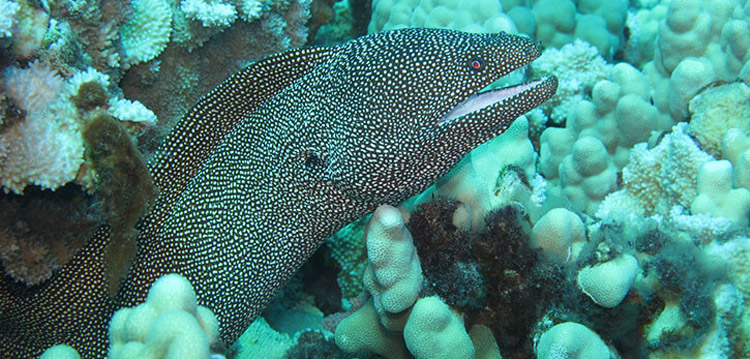 Spotted Moray