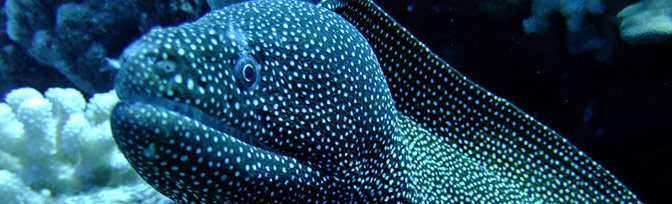 Spotted Moray