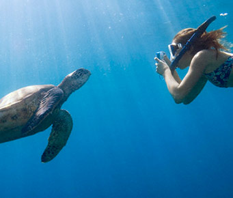 Snorkel Turtles Best Hawaii Activities