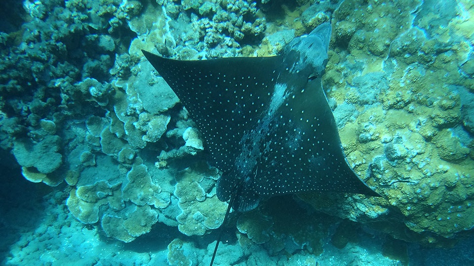 Top Maui Animals Manta Ray