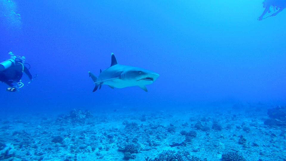 Top Maui Animals Shark