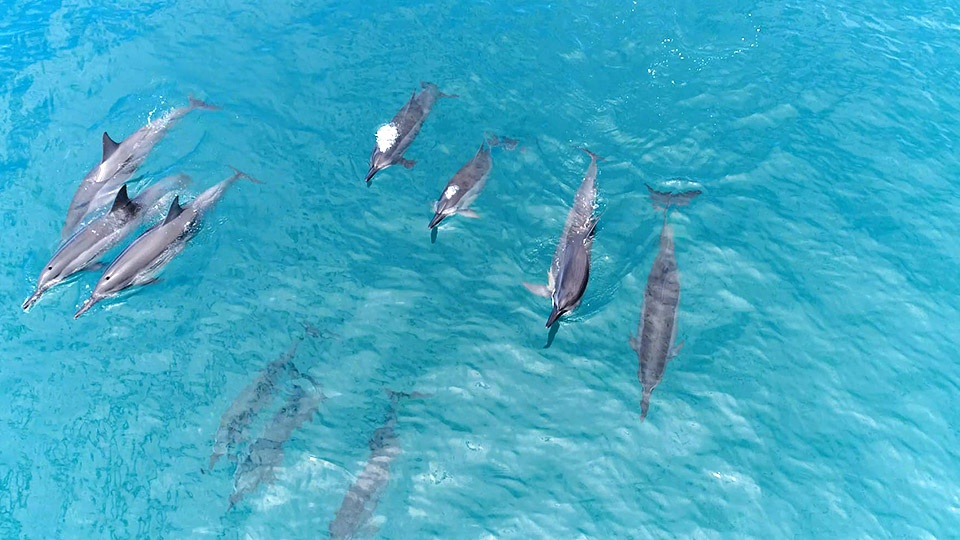 Best Maui Animals Spinner Dolphin