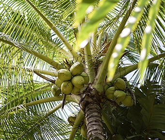 Best Maui Hikes Tropical Coconuts