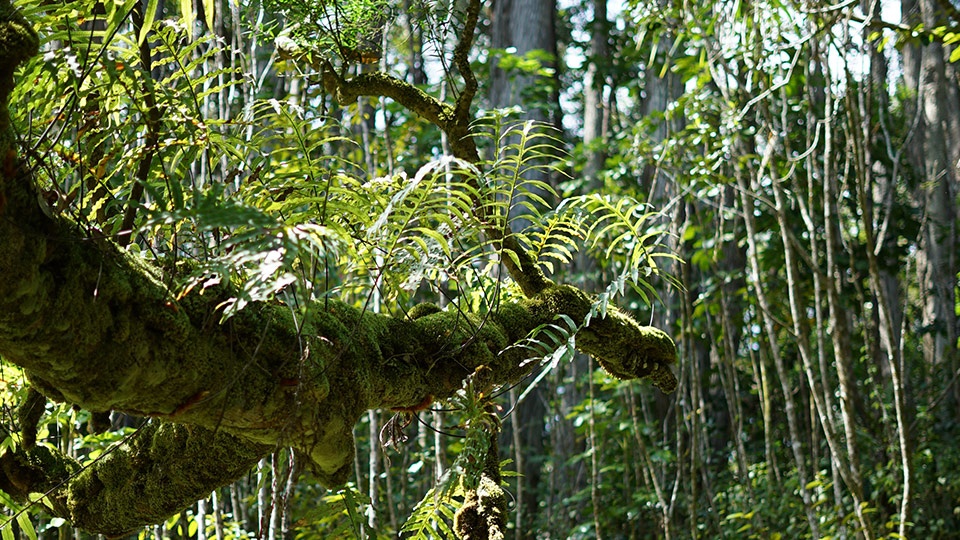 Best Maui Hikes Twin Falls