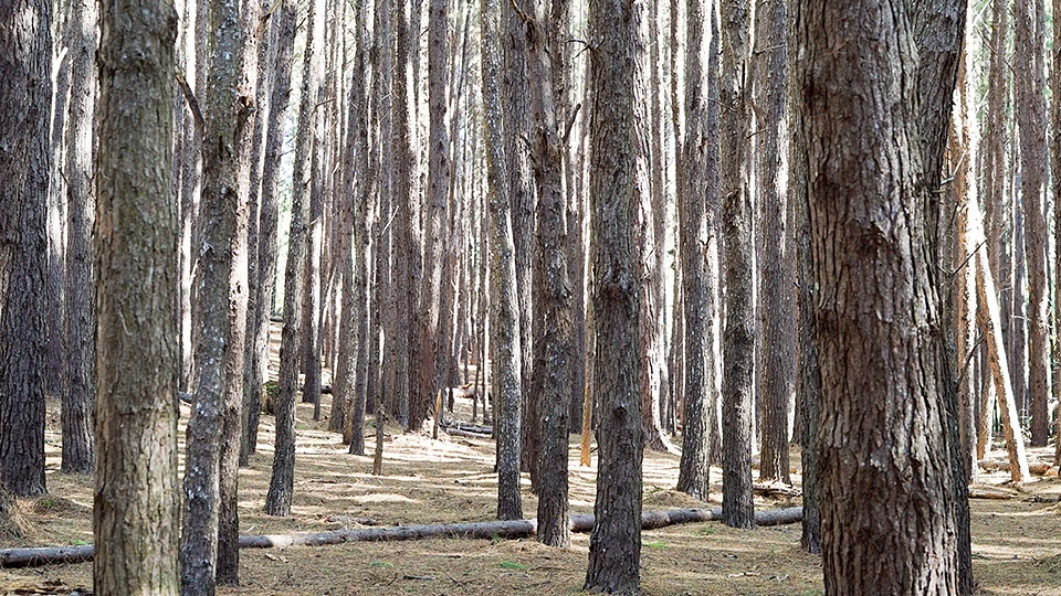 Top Hike Waihou Spring Trail