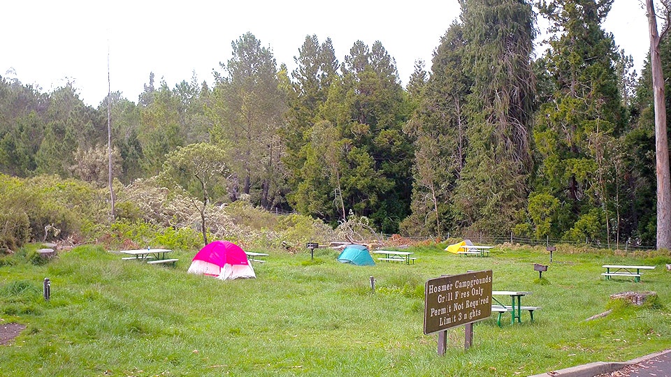 Top Maui Hike Hosmer Grove