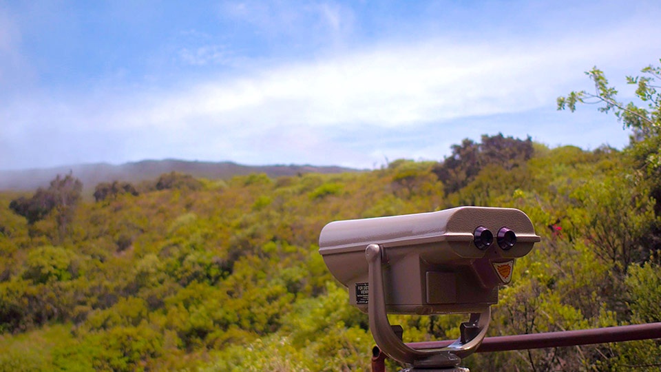 Top Maui Hike Hosmer Grove