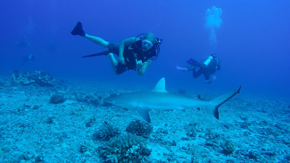 Best Maui Land Activities Sharks Dive