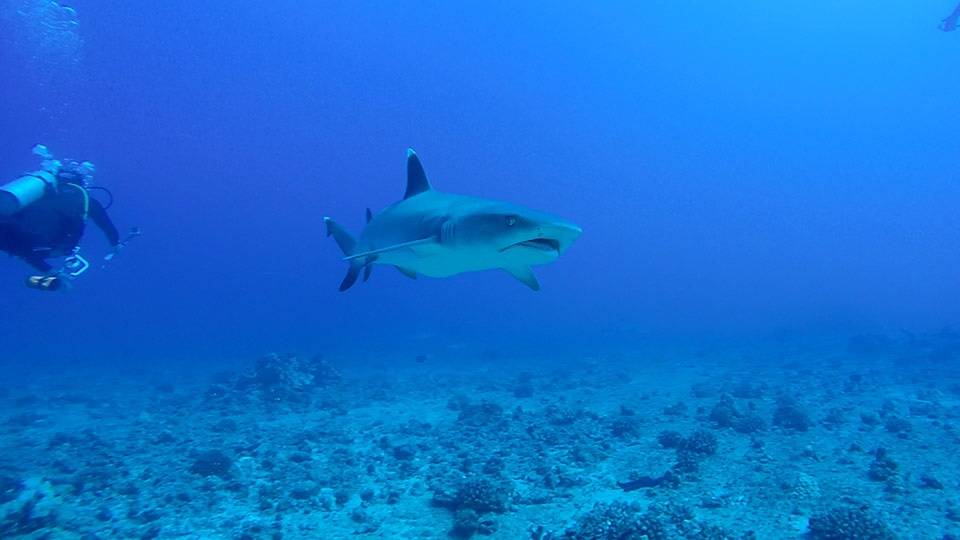 Best Maui Land Activities Sharks Dive