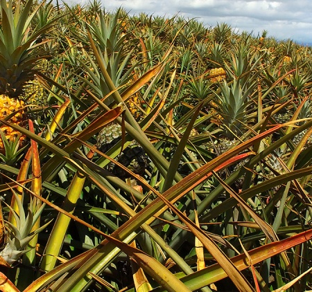 Gold Pineapples