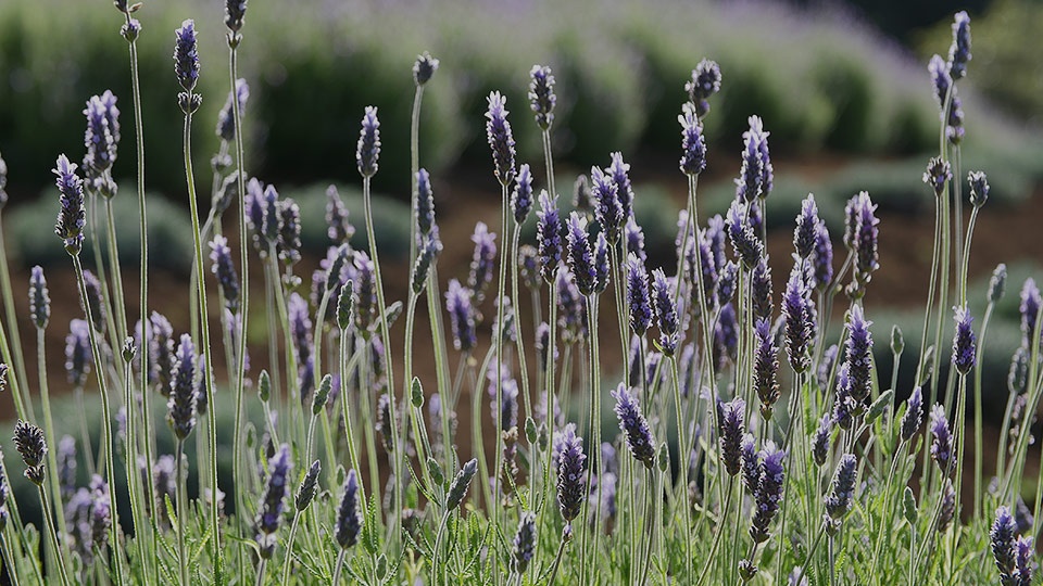 Maui Honeymoon Lavender Farm