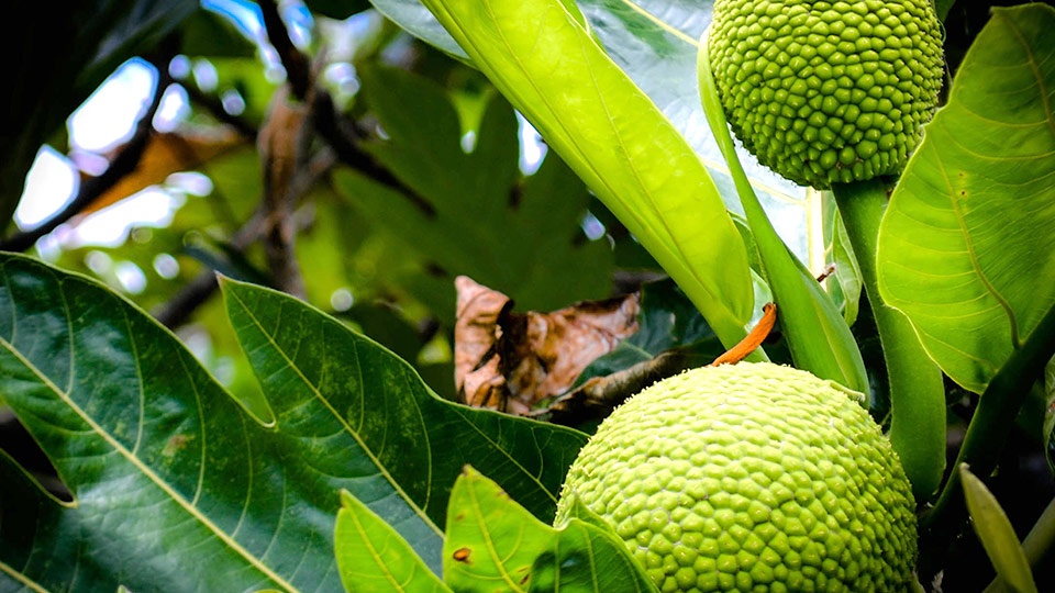 Best Hana Activities Farmers Markets