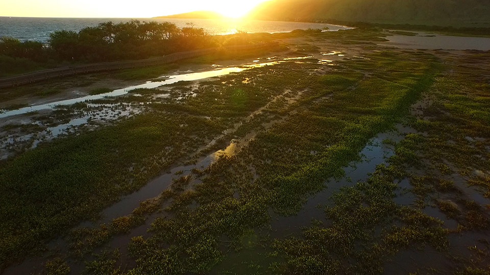 Best Kihei Activities Kealia Pond