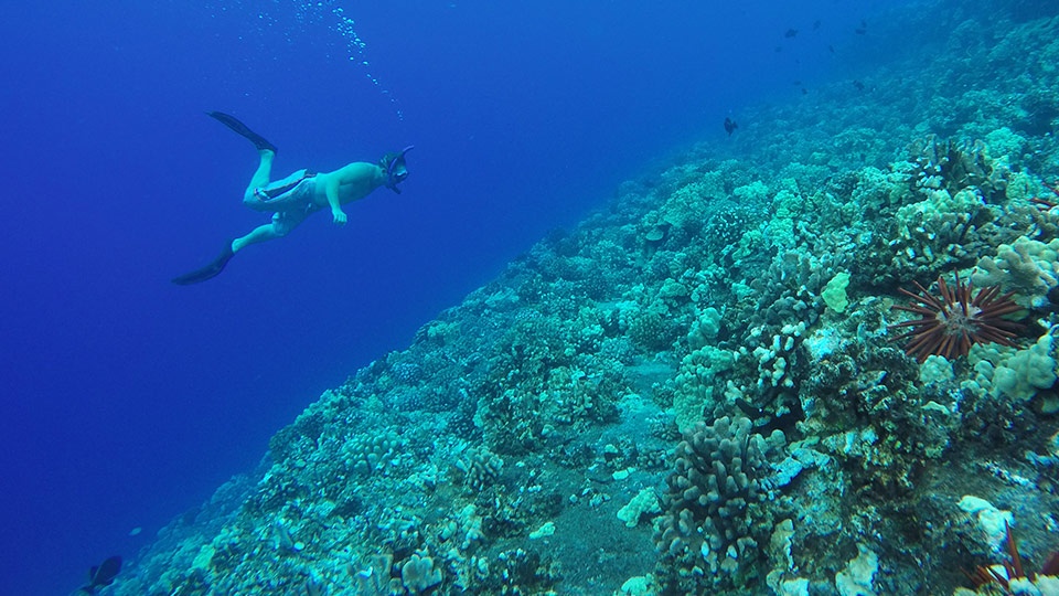 Best Kihei Activities Snorkeling