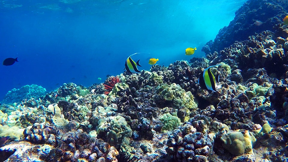 Best Kihei Activities Snorkeling