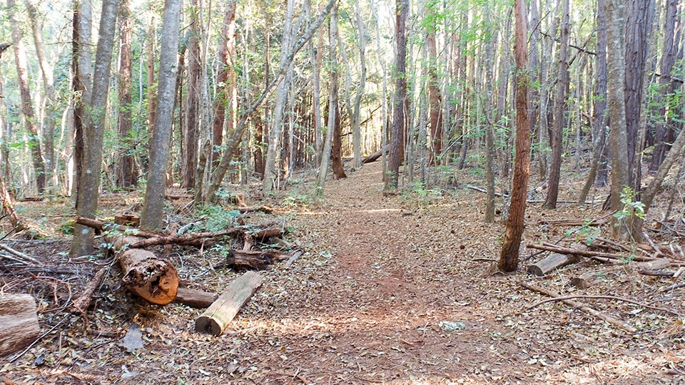 Hiking Kids Activities Maui