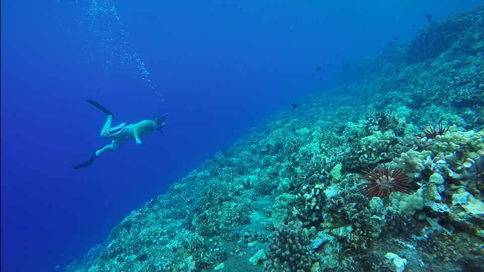 Best Kids Activities Molokini Snorkeling