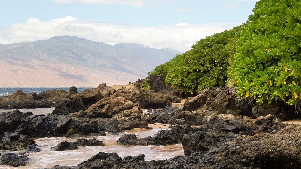 Best Maui Beach Charlie Young