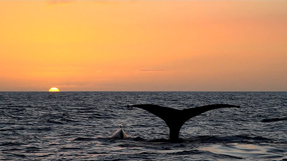 Best Hawaii Activities Whale Watch