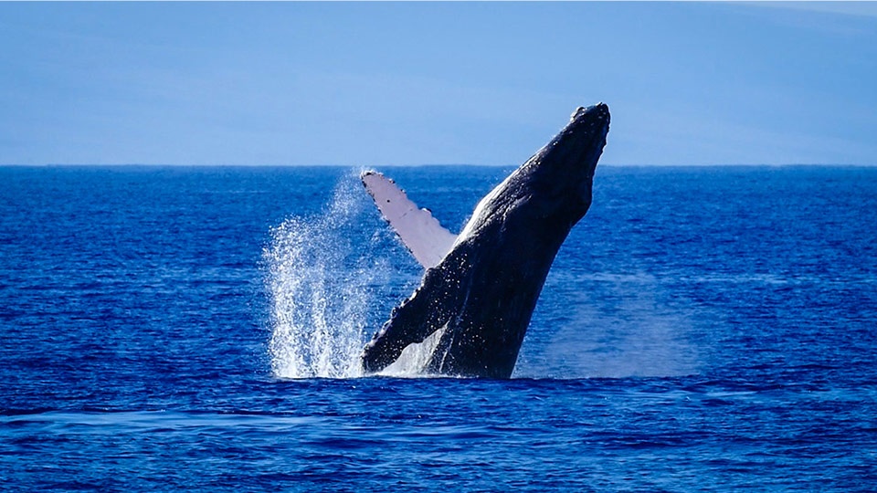 Best Hawaii Activities Whale Watch