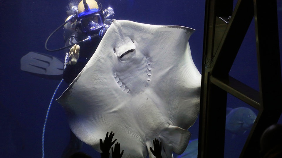 Manta Ray Maui Ocean Center