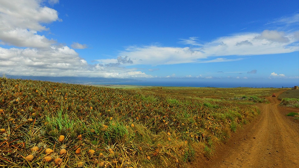 Best Maui Activities Pineapple Tour