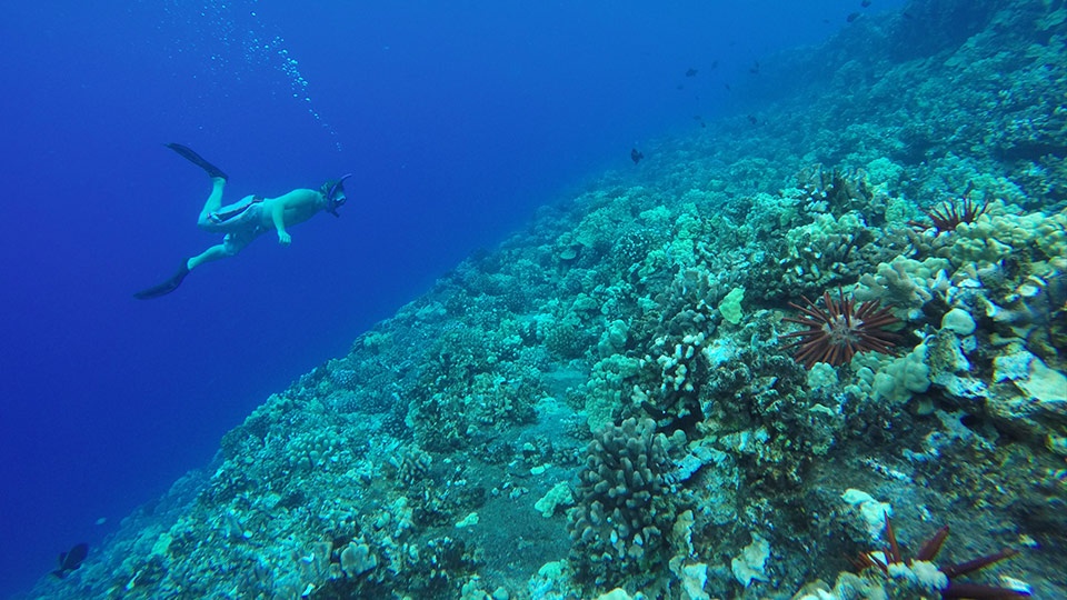 Best Maui Activities Molokini Snorkel