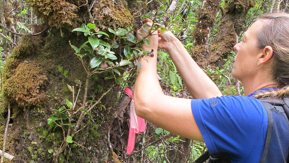 E. Maui Watershed Project non-profit