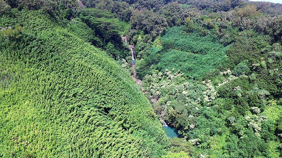 E. Maui Watershed Project non-profit